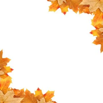 Frame maple leaves Stock Illustration