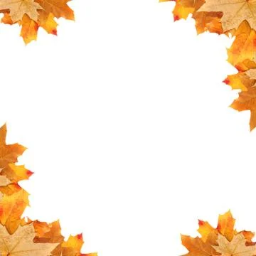 Frame maple leaves Stock Illustration