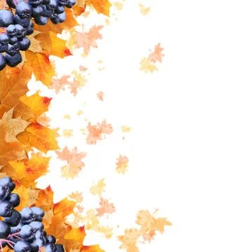 Frame maple leaves Stock Illustration