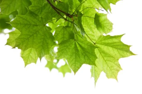 Frame of maple leaves isolated Stock Photos