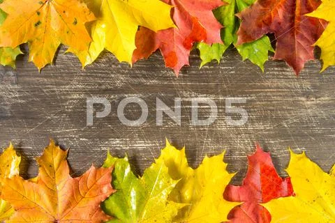 Frame from maple leaves Stock Photos