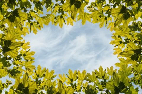 Frame maple leaves sky Stock Illustration