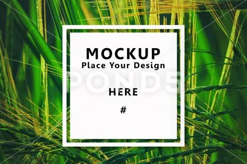 Frame mockup on jasmine rice field background PSD-Vorlage