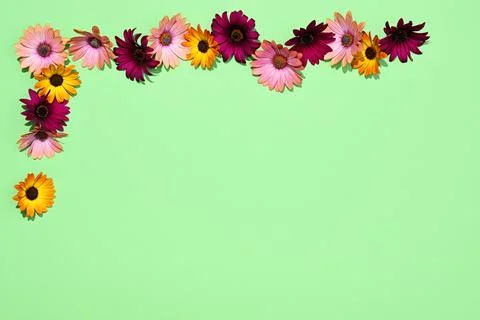 Frame of multi colored daisies Stock Photos