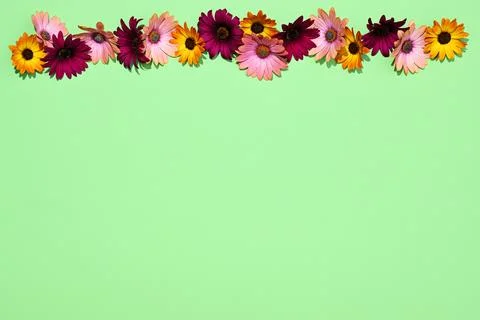 Frame of multi colored daisies Foto stock