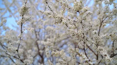Frame near a tree whose branches of white flowers sway in the wind. Persistent Video stock 157763459