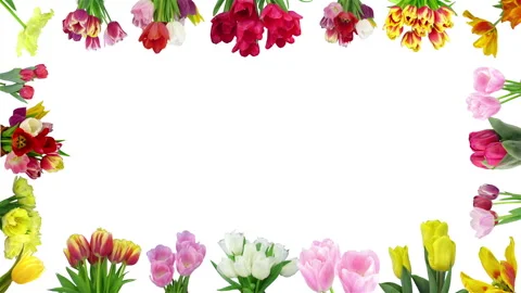 Frame of opening Easter colorful tulips Stock-Footage 330330692