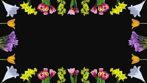 Frame of opening various Easter time flowers, RGB + ALPHA matte Stock Footage 125629861