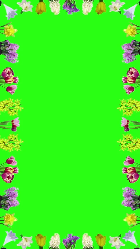 Frame of opening various Easter time flowers on green CHROMA key background Stock-Footage 303339338