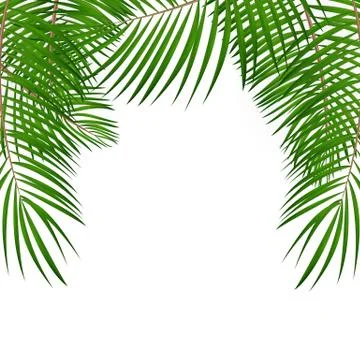Frame with Palm Leaf Vector Background Isolated Illustration Stock Illustration