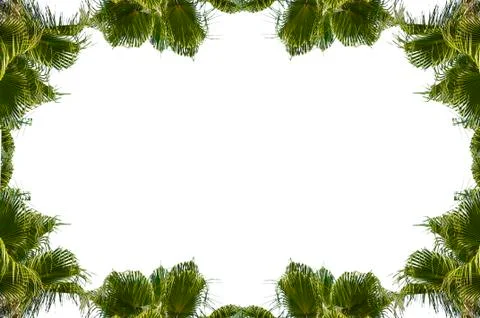 Frame from palm trees Stock Illustration