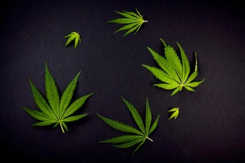 Frame pattern leaves of marijuana, hemp on black background Cannabis background Stock Photos