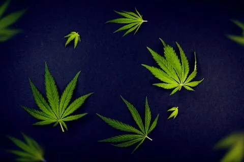 Frame pattern leaves of marijuana, hemp on black background Cannabis background Stock Photos