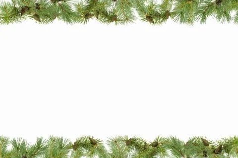 A frame of pine branches with small cones on a white background. Stock Photos