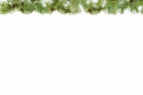 A frame of pine branches with small cones on a white background. Stock Photos