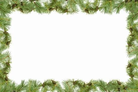 A frame of pine branches with small cones on a white background. Stock Photos