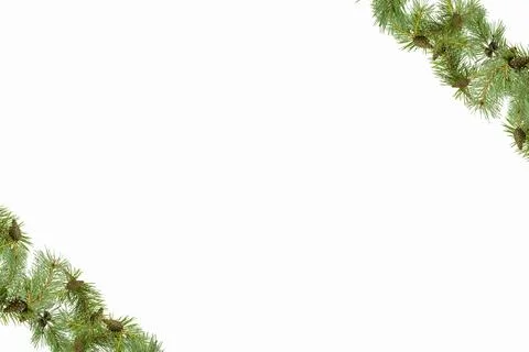 A frame of pine branches with small cones on a white background. Stock Photos