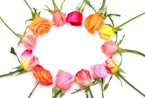 Frame of roses isolated on a white background. Creative flower arrangement... Stock Photos