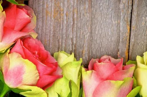 Frame of Roses Stock Photos
