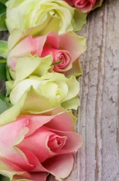 Frame of Roses Stock Photos