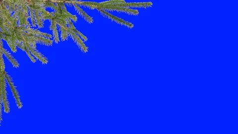Frame on the screen of coniferous tree branches Stock Footage 93887403