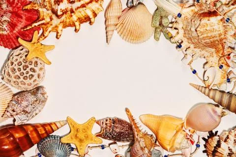 Frame of sea shells on clear background Stock Photos