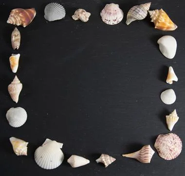 Frame of seashells Stock Photos