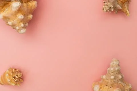 Frame of seashells on a pink background 库存照片