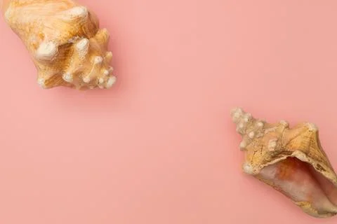 Frame of seashells on a pink background Stockfoto's