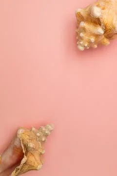 Frame of seashells on a pink background Stockfoto's