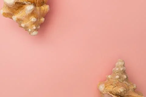 Frame of seashells on a pink background Stockfoto's