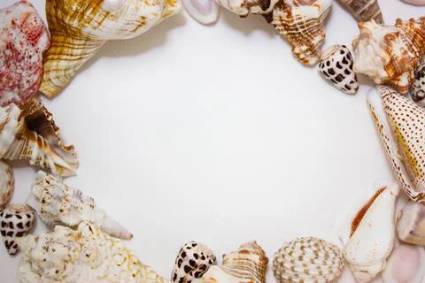 Frame of seashells on white backdrop. Shells collection on sea ocean, coast. Stock Photos