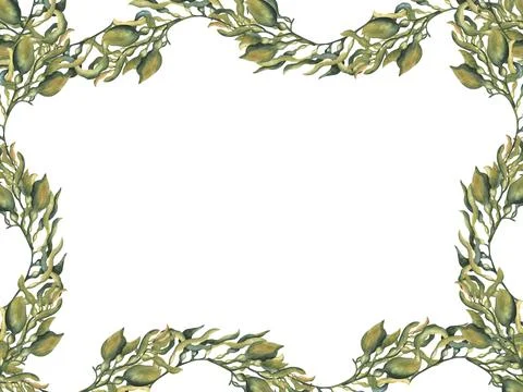 Frame of seaweed, algae. Hand-drawn watercolor illustration. Underwater life Stock Illustration