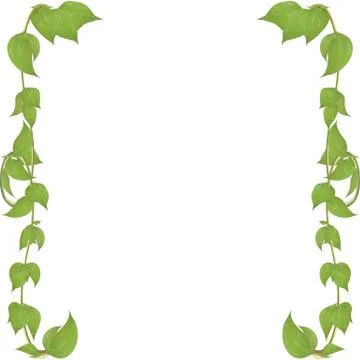 Frame of stems with leaves Vector eps10. Stock Illustration