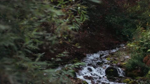 Frame stream, forest, bushes, trees, river in Kamchatka Stock Footage 131171271