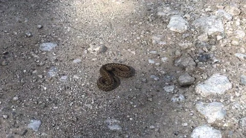 Frame symbolizing danger. Steppe viper in an aggressive pose. Viper close-up Stock Footage 201527748