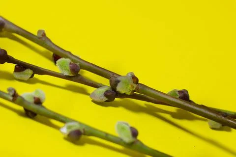 A frame for text from the branches of the Verb tree on a yellow background. Stock Photos