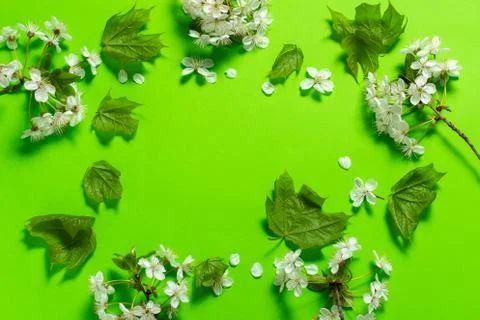 Frame for text on a green background from sheets and flowers of cherry Stock Photos