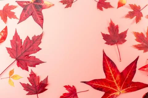 Frame for text made from only red color autumn leaves on pink background re.. Stock Photos