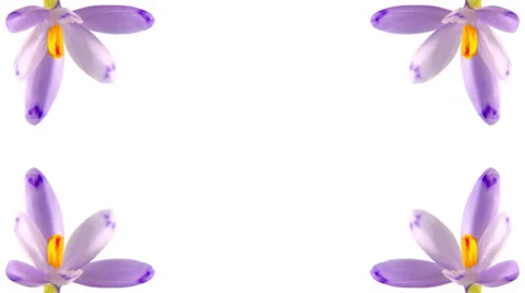 Frame of timelapse blooming crocuses Stock Footage