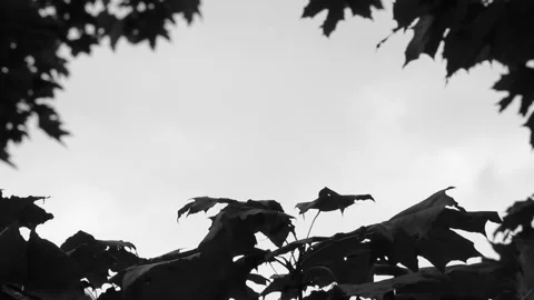 Frame from the top of trees with a clear blue sky. Copy space 動画素材 136561379