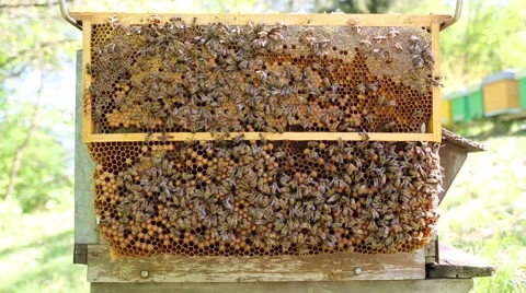 Frame trap with bees Stock-Footage 46571586