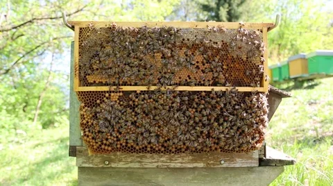 Frame trap with bees Stock-Footage 46571605