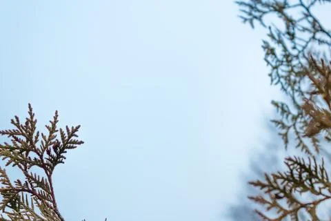 The frame from tree branches Stock Photos