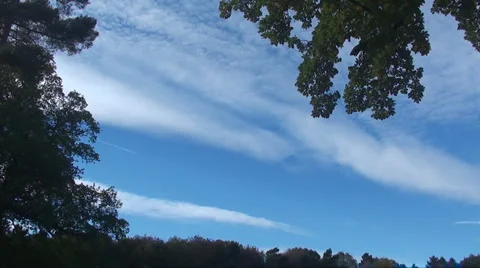 Frame of trees and sky Stock Footage 907464