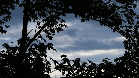Frame of trees and timelapse of evening clouds Stock-Footage 124267574