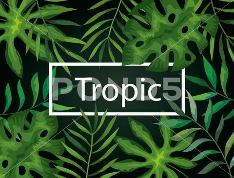 Frame tropic of branches with leafs Illustrazione stock
