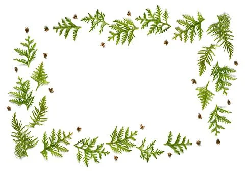 Frame of twigs of thuja and tiny cones isolated on a white background. Christ Stock Photos