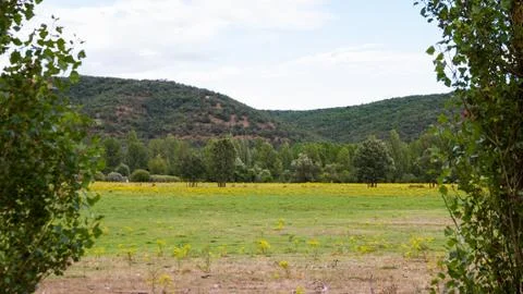 Framed between two poplars landscape of flat meadow with yellow flowers 스톡 사진