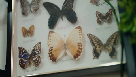 Framed butterfly collection for scientific study Stock Footage 344858461